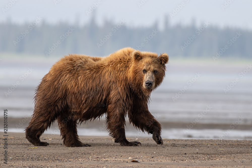Grizzly Grizzly