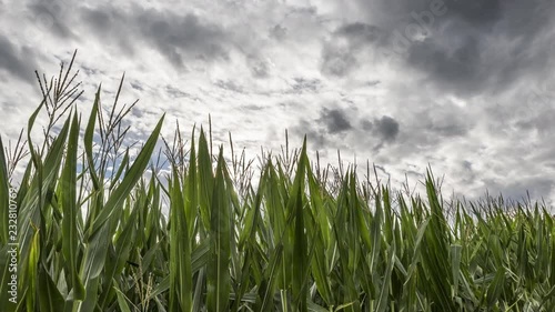 Cornfield and Clouds Timelapse