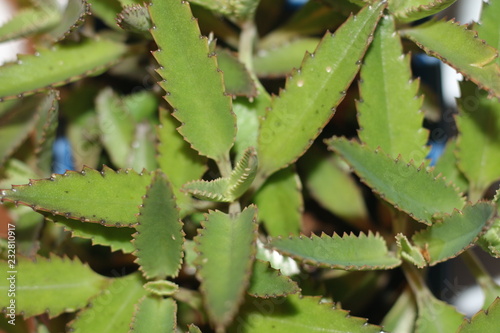 Żyworódka Kalanchoe serrata