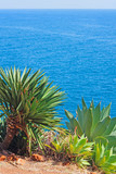 High coast over the ocean with vegetation. Ocean view from the shore of the island of Madeira. Portugal.