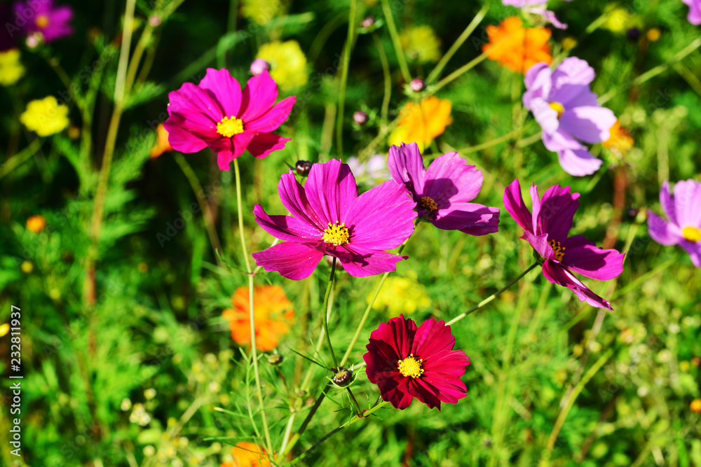 Fototapeta premium 三光のコスモス