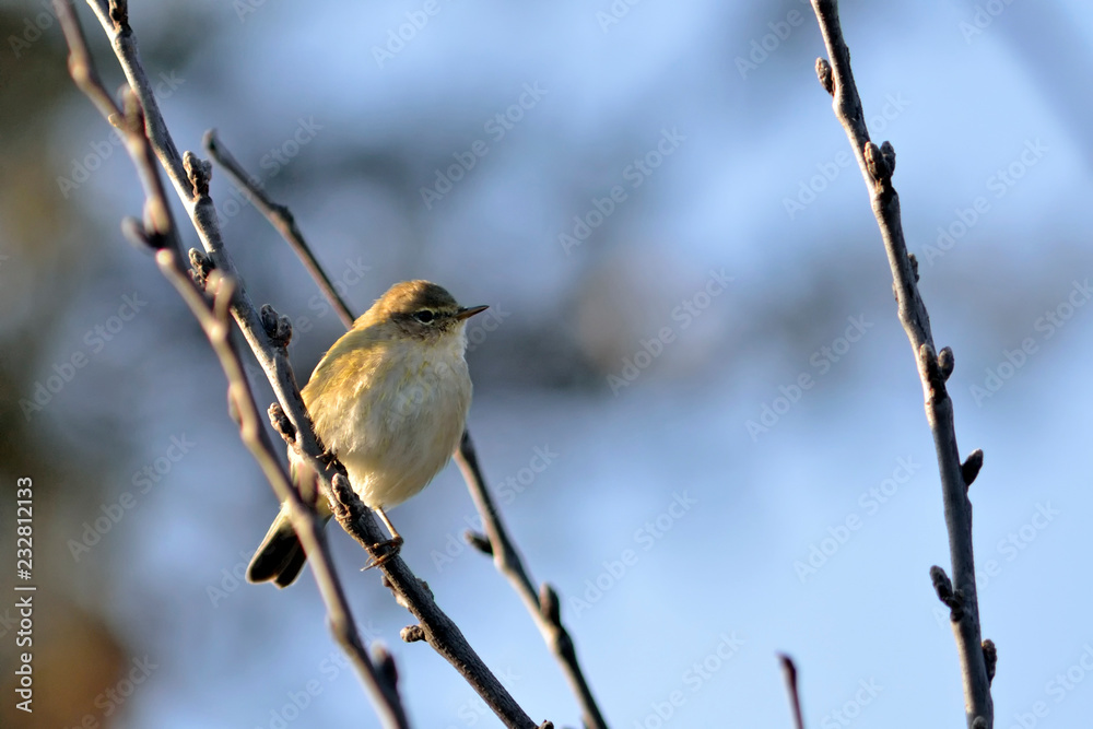 Chiffchaff (Phylloscopus collybita), Greece Chiffchaff (Phylloscopus collybita), Greece