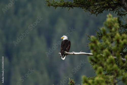 Eagle on branch © Kenneth