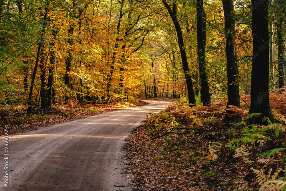 The most beautiful autumn forest in the Netherlands with mystical and mysterious views and atmospheric sunrises in the early misty mornings.