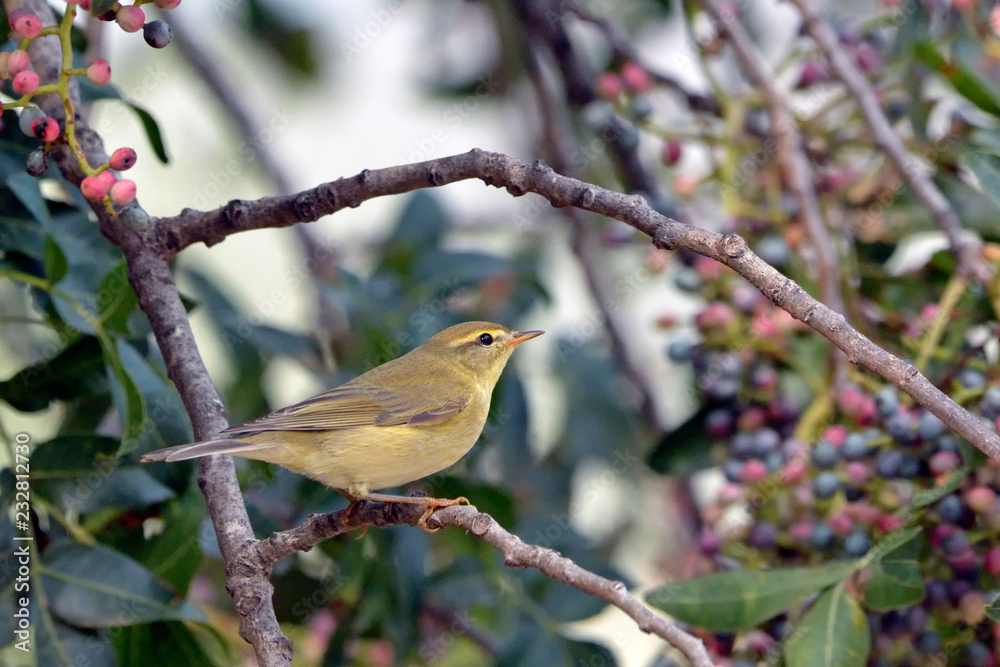 Willow Warbler (Phylloscopus trochilus), Greece