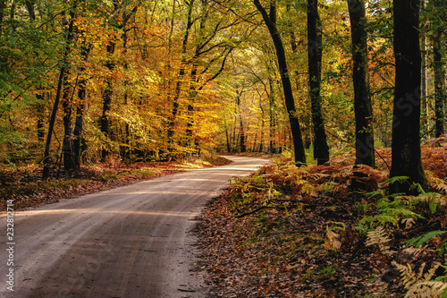 The most beautiful autumn forest in the Netherlands with mystical and mysterious views and atmospheric sunrises in the early misty mornings.