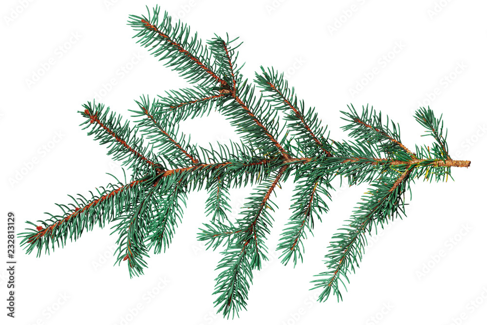 Fir branch isolated on white background