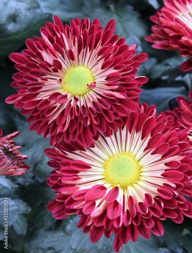 RED & YELLOW SPOON CHRYSANTHEMUMS