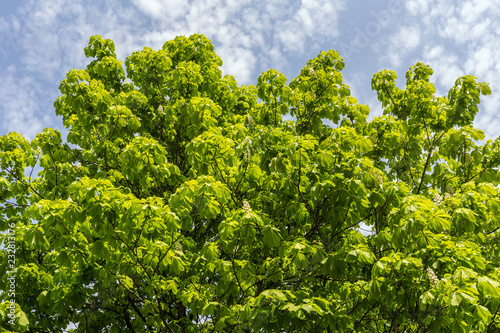 chestnut green foliage