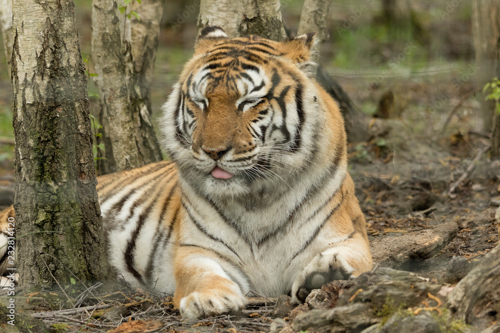 tigre de sibérie