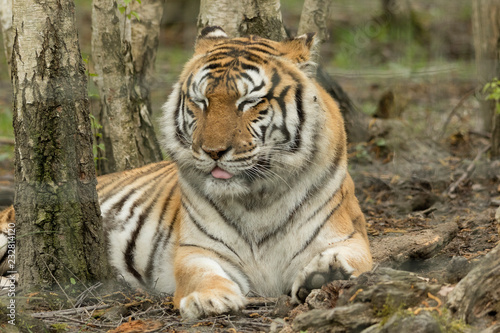 tigre de sibérie © annelise