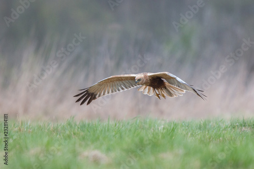 Birds of prey - Marsh Harrier (Circus aeruginosus), landing, © szczepank