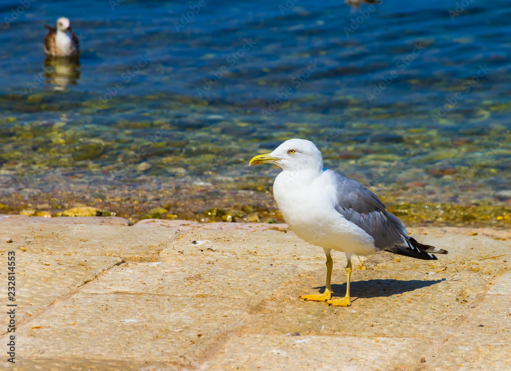 Fototapeta premium Bird5