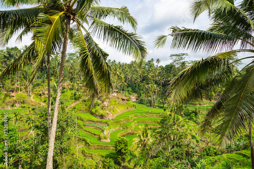 Tegallalang Rice Terraces in Ubud is famous for its beautiful scenes of rice paddies involving the traditional Balinese cooperative irrigation system. Ubud  Bali  Indonesia.