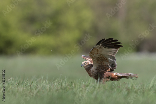 Birds of prey - Marsh Harrier (Circus aeruginosus), landing,