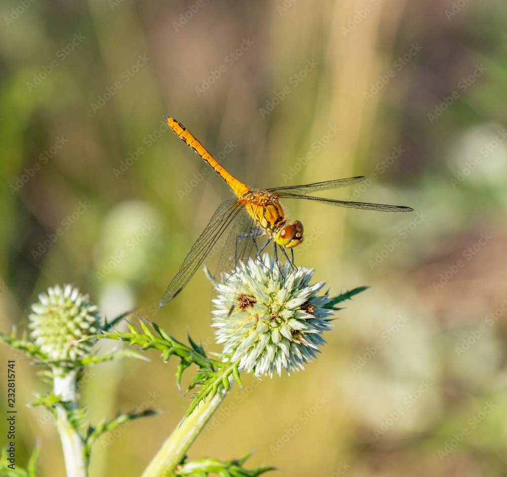 branch, meadow, dragonfly, thorn, flower branch, meadow, dragonfly, thorn, flower
