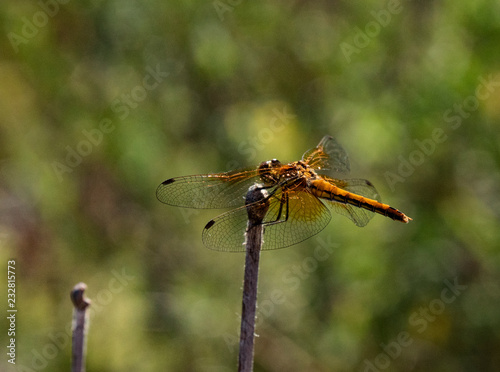 branch, meadow, dragonfly © Наталья Меркулова