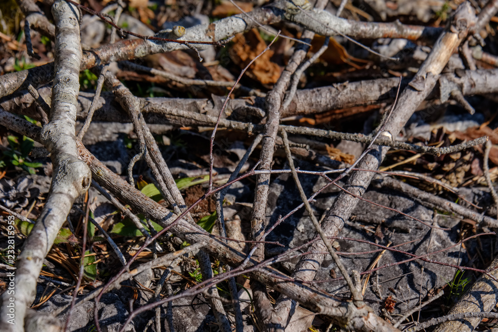 dry wood. tree trunk stomp textured pattern abstract texture