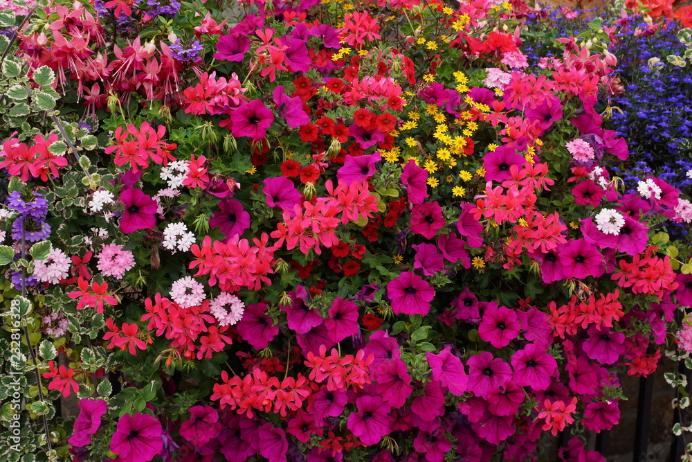 Obraz premium blumen