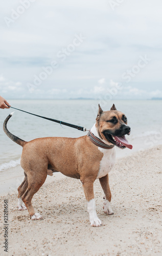Cheerful young woman walking with her dog on the beach