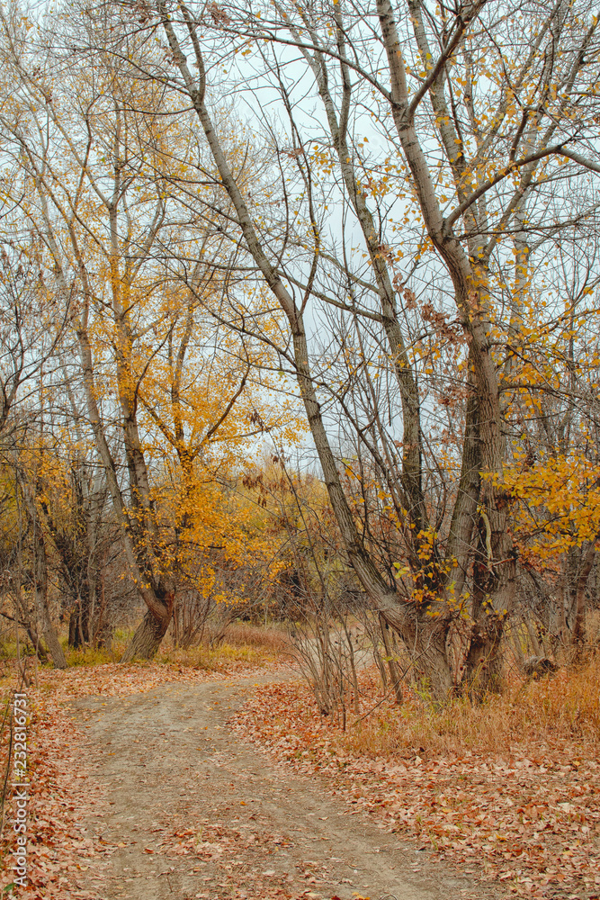 Footpath in an autumn lesuv cloudy day 1. Footpath in an autumn lesuv cloudy day 1.