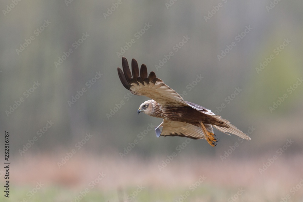 Birds of prey - Marsh Harrier (Circus aeruginosus), landing, Birds of prey - Marsh Harrier (Circus aeruginosus), landing,