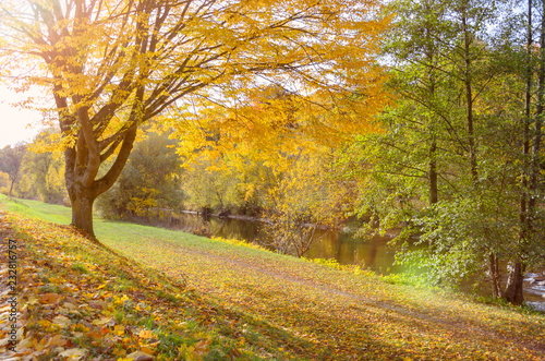 Bright yellow autumn foliage on a deciduous tree