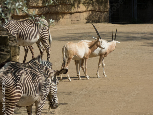 Arabische Oryx mit Zebras im Zoo