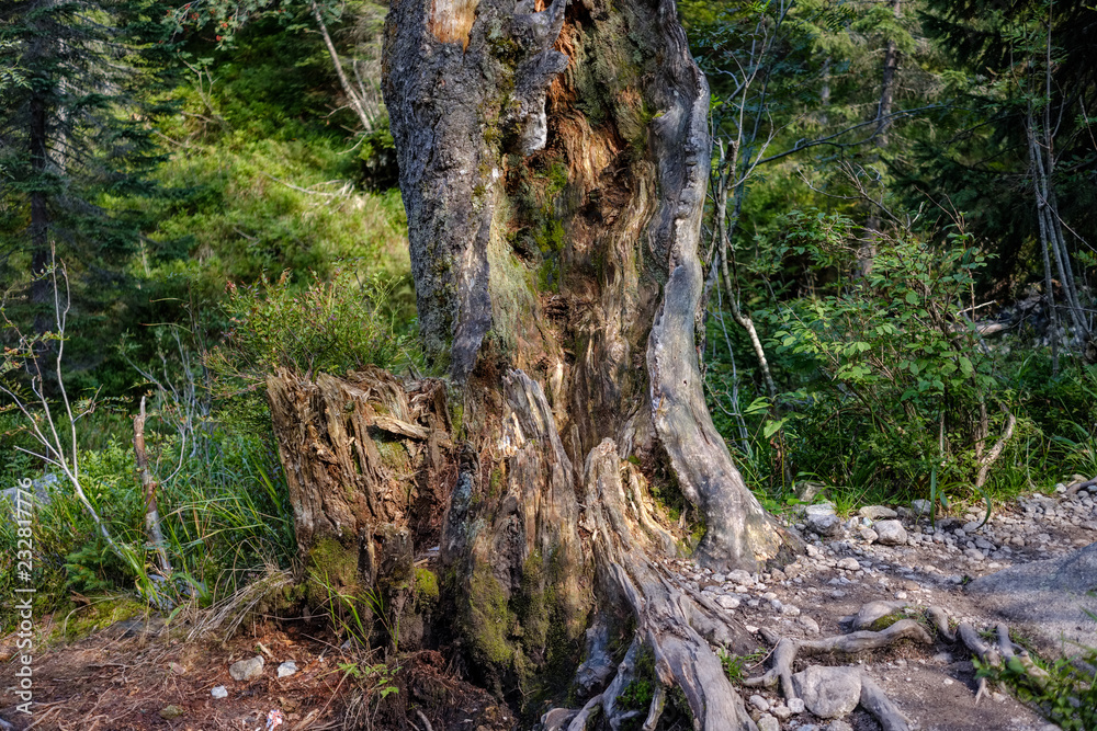 dry wood. tree trunk stomp textured pattern abstract texture