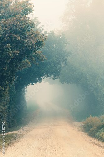 Dekoracja na wymiar  mglisty-poranek-jesienny-krajobraz-z-drzewami