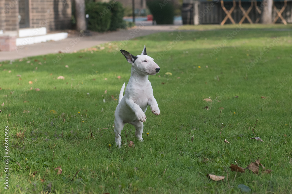 Miniature white bull terrier puppy standing on her hind legs