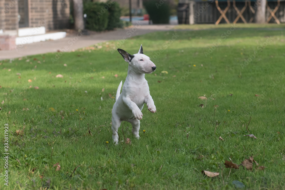Miniature white bull terrier puppy standing on her hind legs Miniature white bull terrier puppy standing on her hind legs