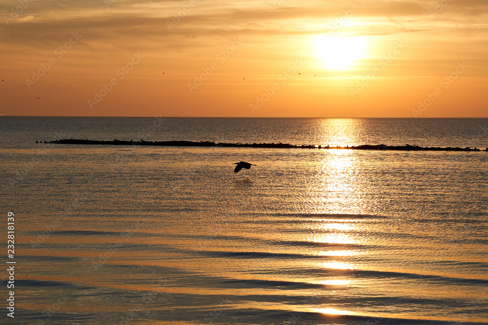 Heron flying above water in sunset