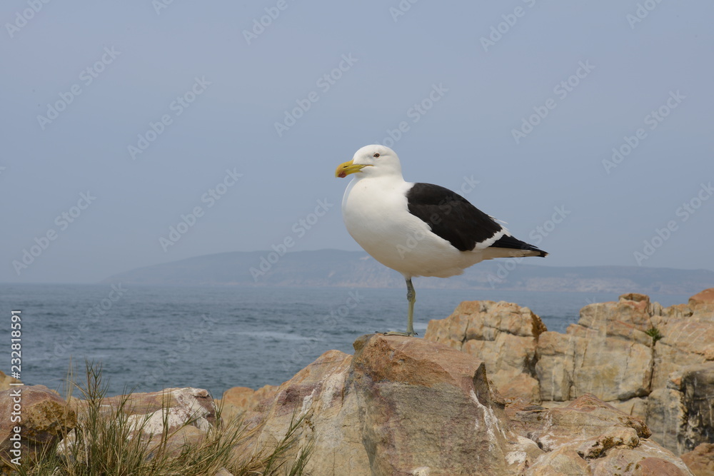Seagull resting on one leg on a cliff by the sea Seagull resting on one leg on a cliff by the sea