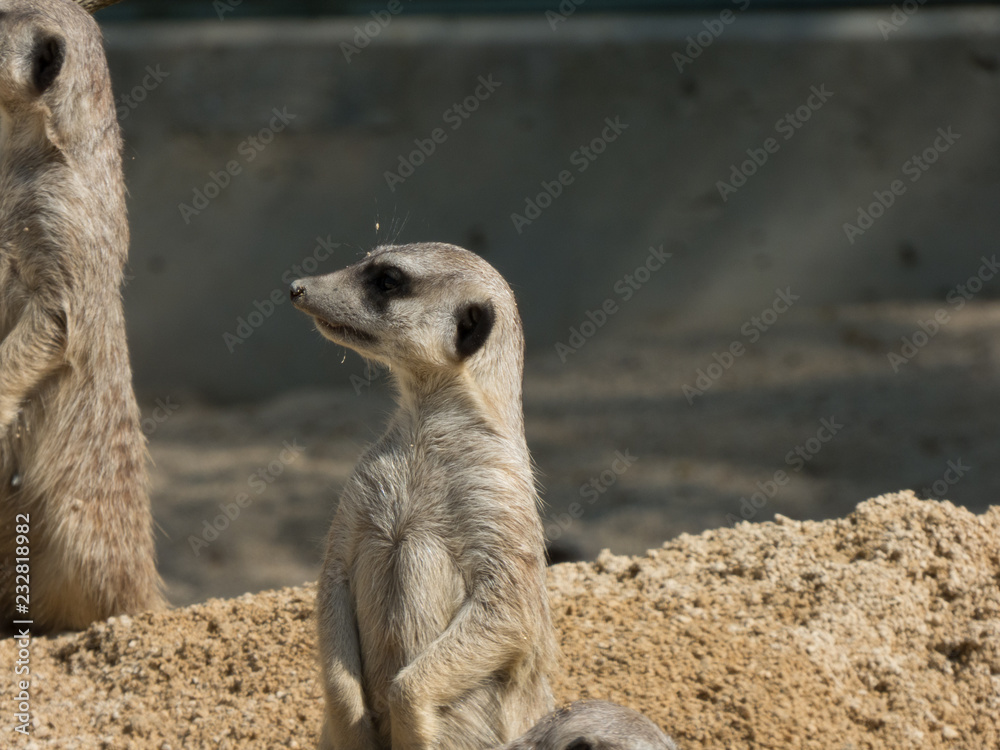 Fototapeta premium Nahaufnahme eines Erdmännchens im Zoo