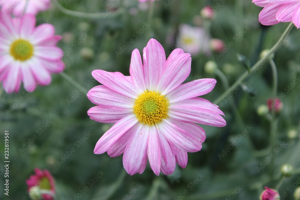 SMALL PINK & YELLOW FLOWERS SMALL PINK & YELLOW FLOWERS