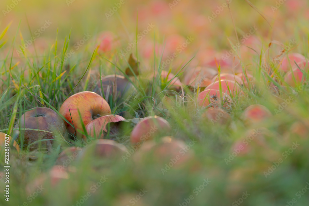 Obraz premium nach der Apfelernte