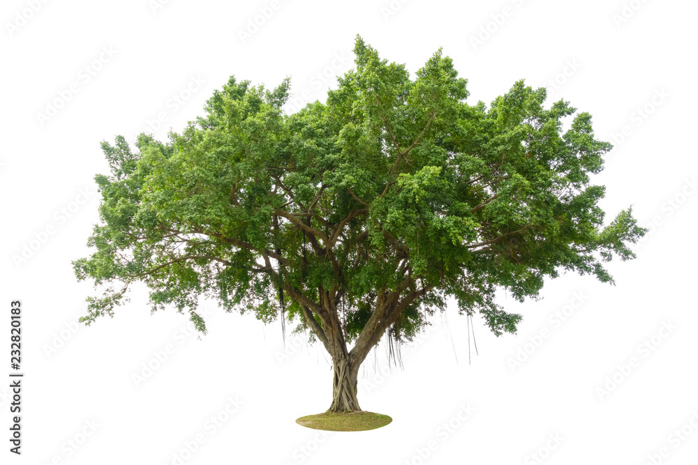 Banyan tree or banian ( Ficus benghalensis) isolated on white background