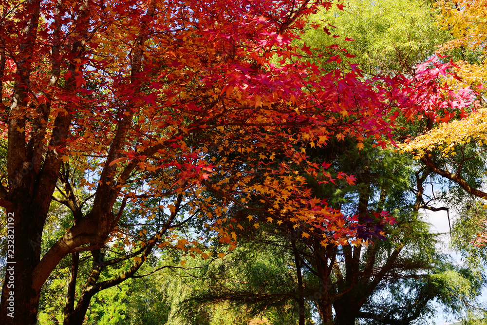 由布院の紅葉