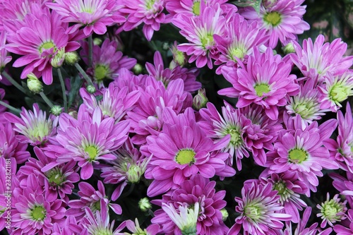 PURPLE   GREEN CHRYSANTHEMUMS