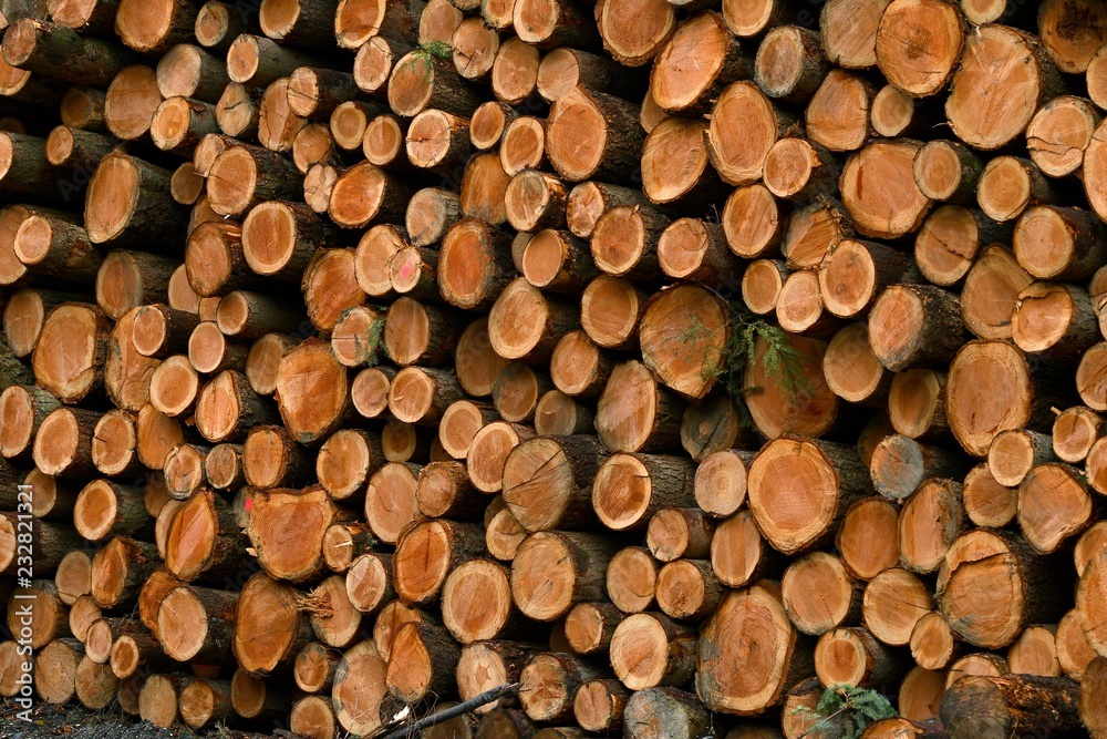 pile of cutted trunks