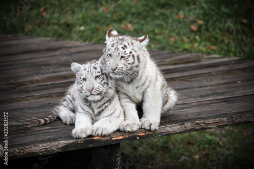 2 kleine Weiße Tiger