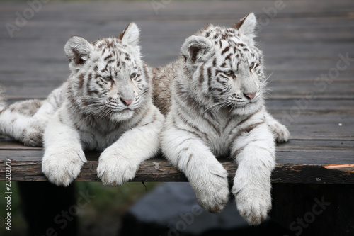 2 kleine weiße Tiger 