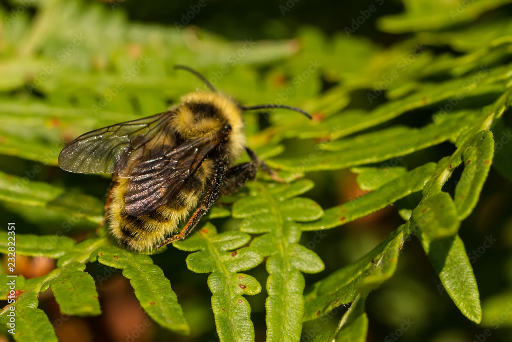Bienen