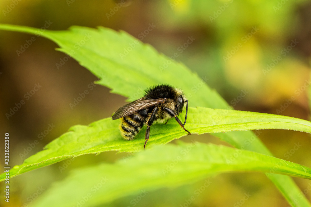 Bienen Bienen