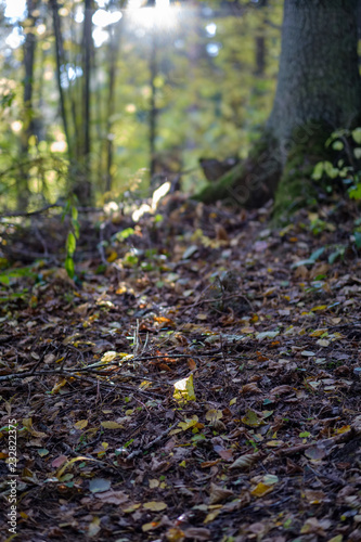 forest details in late autumn at countryside