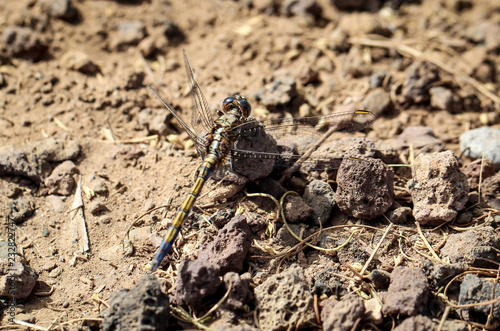 Libelle  Kleinlibelle  Prachtlibelle  Odonata  Odonatoptera  Insekten 