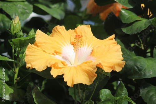 LARGE YELLOW HIBISCUS BLOOM