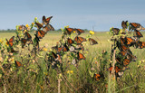 Monarch butterfly (Danaus plexippus).Many butterflies while traveling to wintering grounds. Texas Gulf Coast.