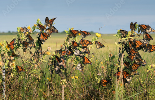 Monarch butterfly (Danaus plexippus).Many butterflies while traveling to wintering grounds. Texas Gulf Coast. photo